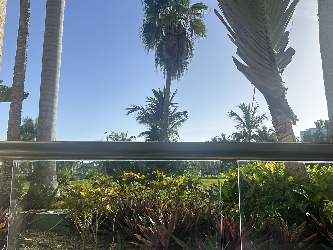 View over palm trees under clear blue sky on the morning of Day 2